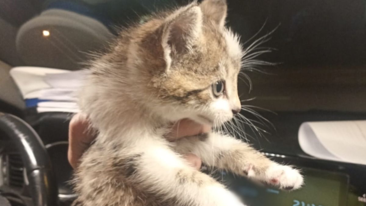 Kot, który spadł na policjanta