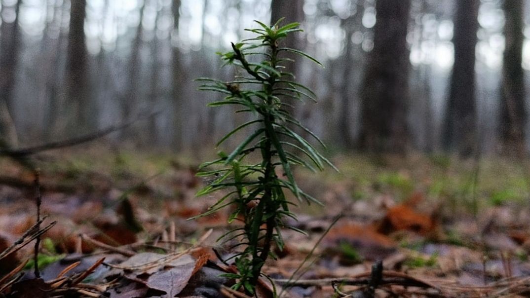 Leśnicy pokazali, jak rośnie cis 
