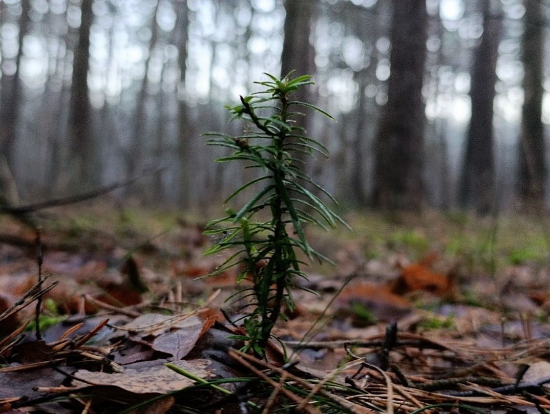 Leśnicy pokazali jego zdjęcie. "To rzadkość"