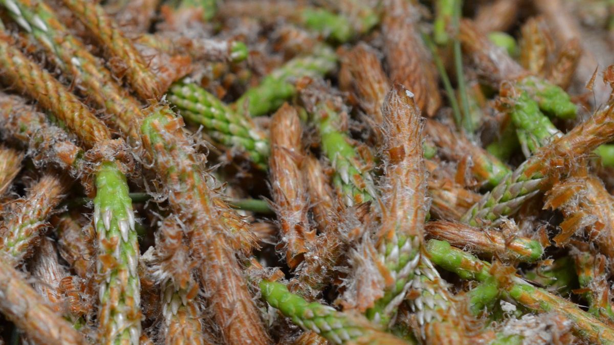 Pędy sosny w kuchni – jak wykorzystać ich potencjał