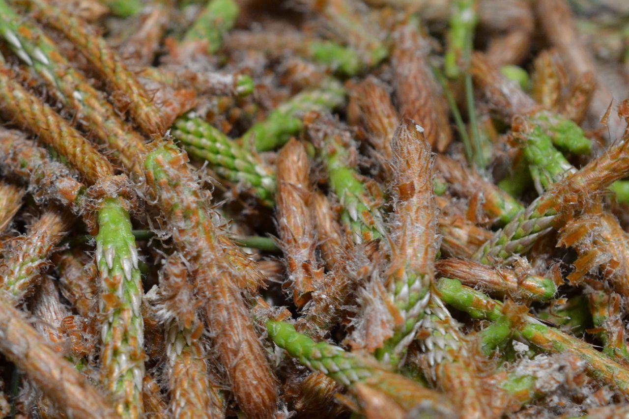 Rośnie teraz na potęgę. Zbierz za darmo, zasyp i zrób najlepszy syrop na zimę