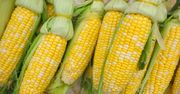 Tak naprawdę wpływa na organizm kukurydza cukrowa. Jemy, a mało kto ma świadomość