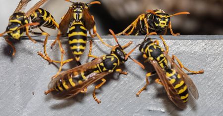 Zasadź w ogrodzie. Osy nawet się nie zbliżą
