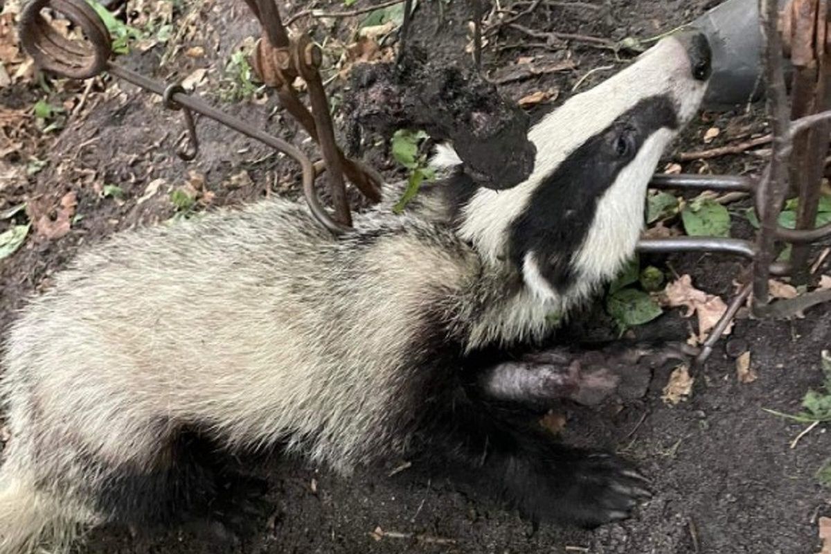 Borsuk w potwornych opałach. Wszystko przez człowieka