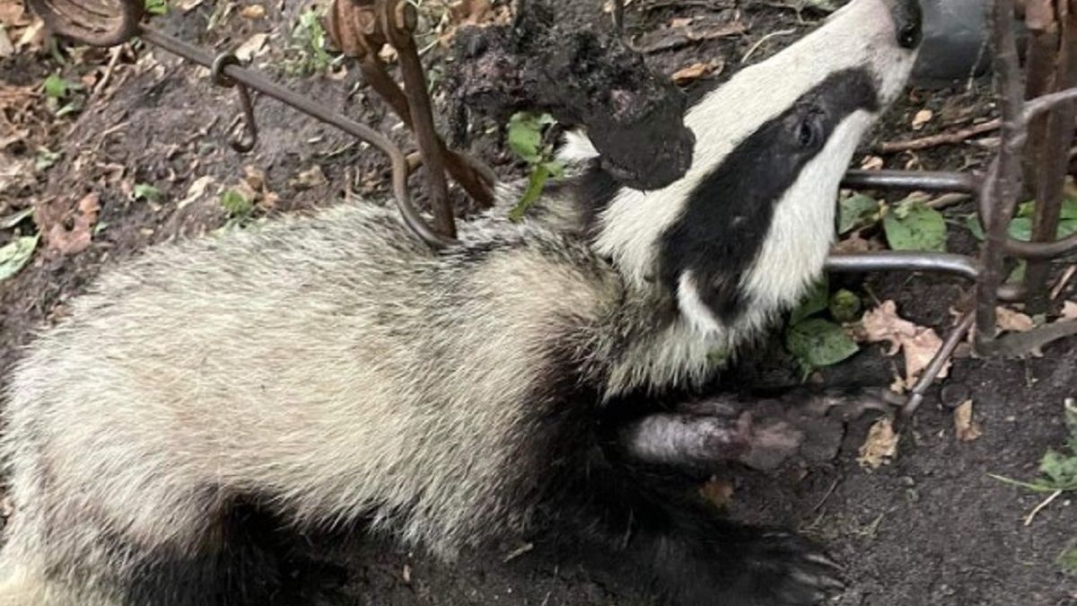 Szokujące zdjęcia. Borsuk wpadł w sidła kłusownika. 