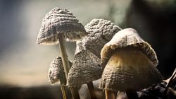 Sporysz - właściwości, działanie, zatrucie i wykorzystanie w medycynie