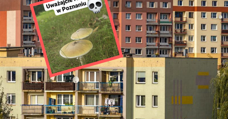 Trujące grzyby na osiedlu w Poznaniu. "Uważajcie"