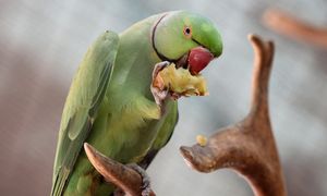 Papuga zginęła przez zwiedzających. Wdrożono ostre procedury