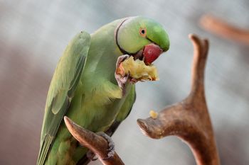 Papuga zginęła przez zwiedzających. Wdrożono ostre procedury