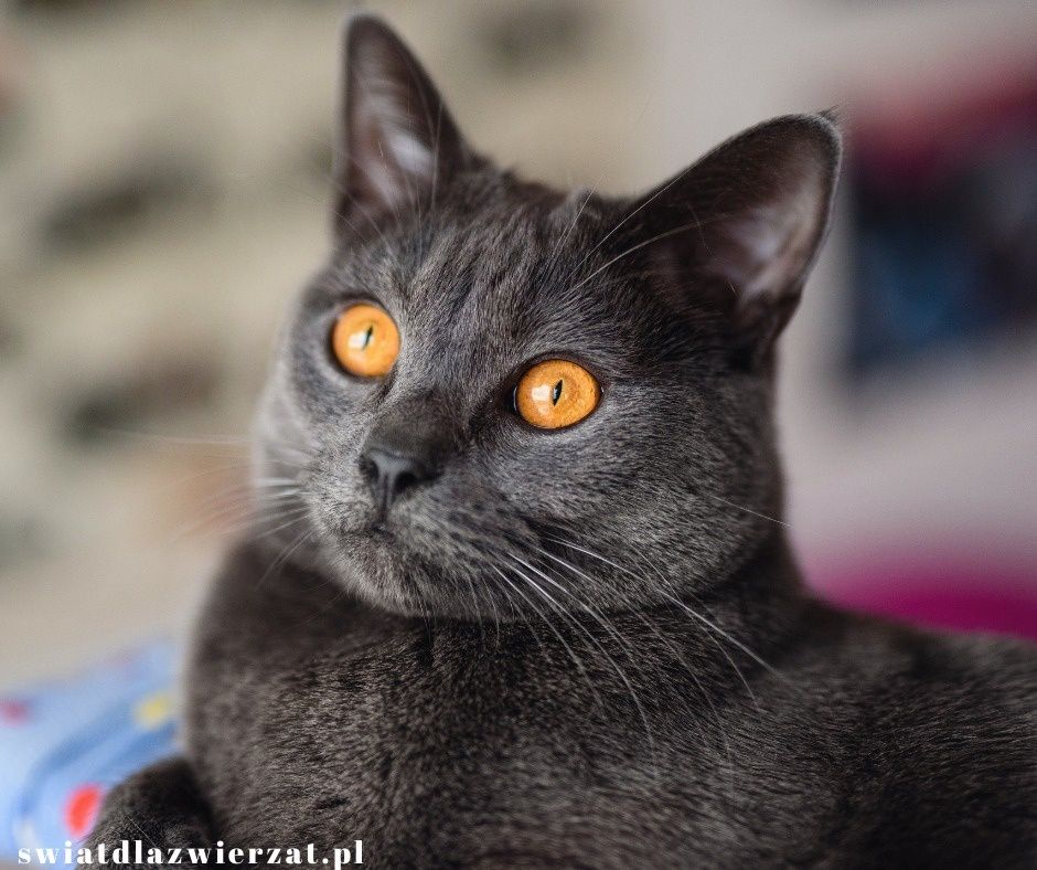 chartreux kot kartuski