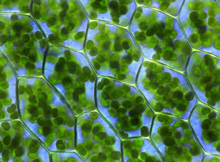 Naukowcy opisali metodę pozyskiwania energii z procesu fotosyntezy alg