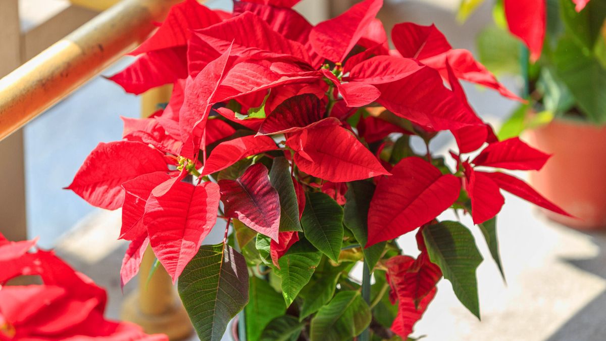 Gwiazda betlejemska w doniczce