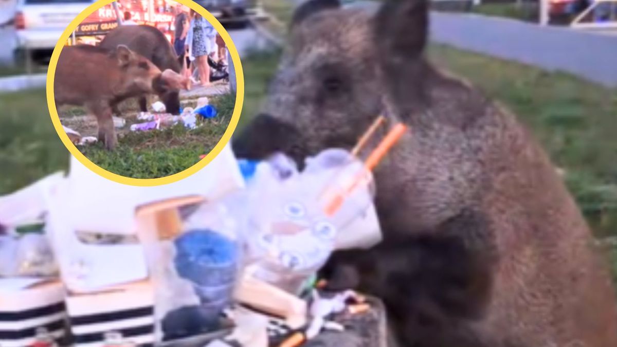 Wakacje z dzieckiem w Krynicy Morskiej? Turyści ostrzegają przed plagą dzików