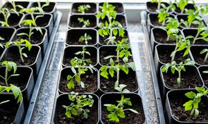 Domowe sposoby na silne sadzonki pomidorów. Porady krok po kroku