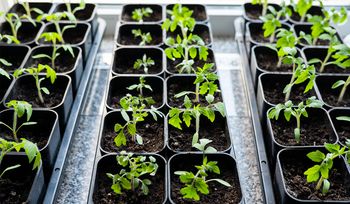 Zdrowe i smaczne. Domowe sposoby na silne sadzonki pomidorów