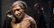 Neandertalczycy polowali na żółwie. Naukowcy ujawniają zaskakujący powód
