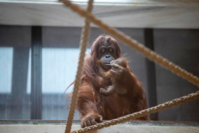 Poruszające zdjęcia małego orangutana i jego matki pokazują moc rodzicielstwa 5