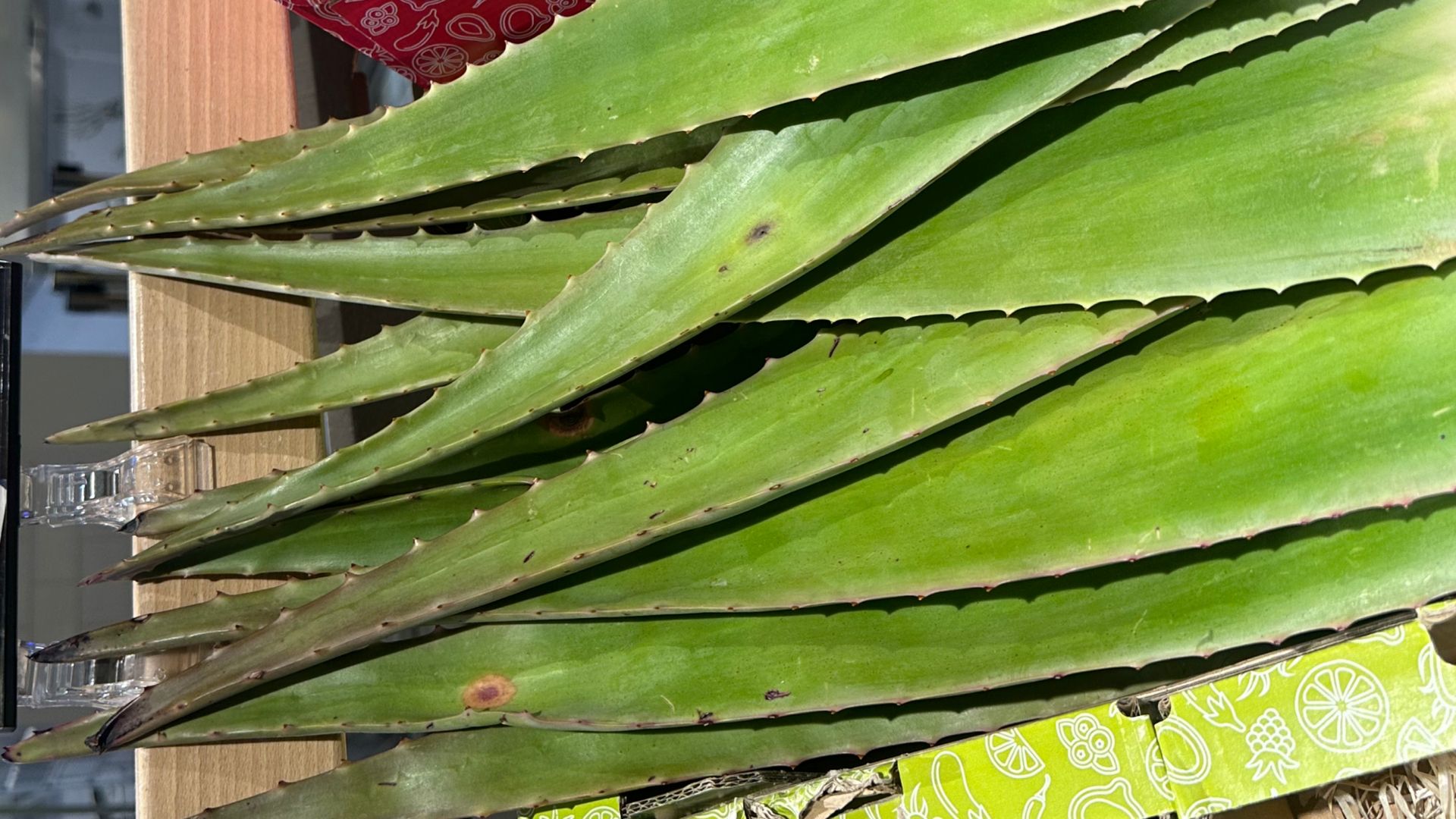 Aloes ma wiele prozdrowotnych właściwości.