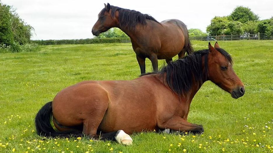 Konie - zdjęcie ilustracyjne