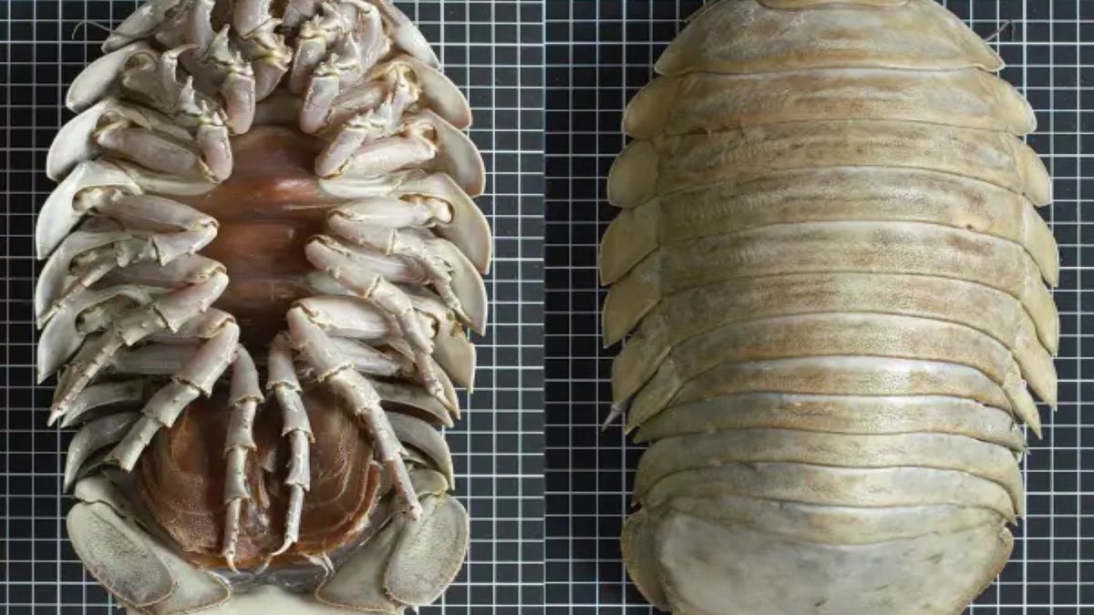 Zdaniem naukowców pluskwa morska jest w stanie pożreć nawet zwłoki aligatora