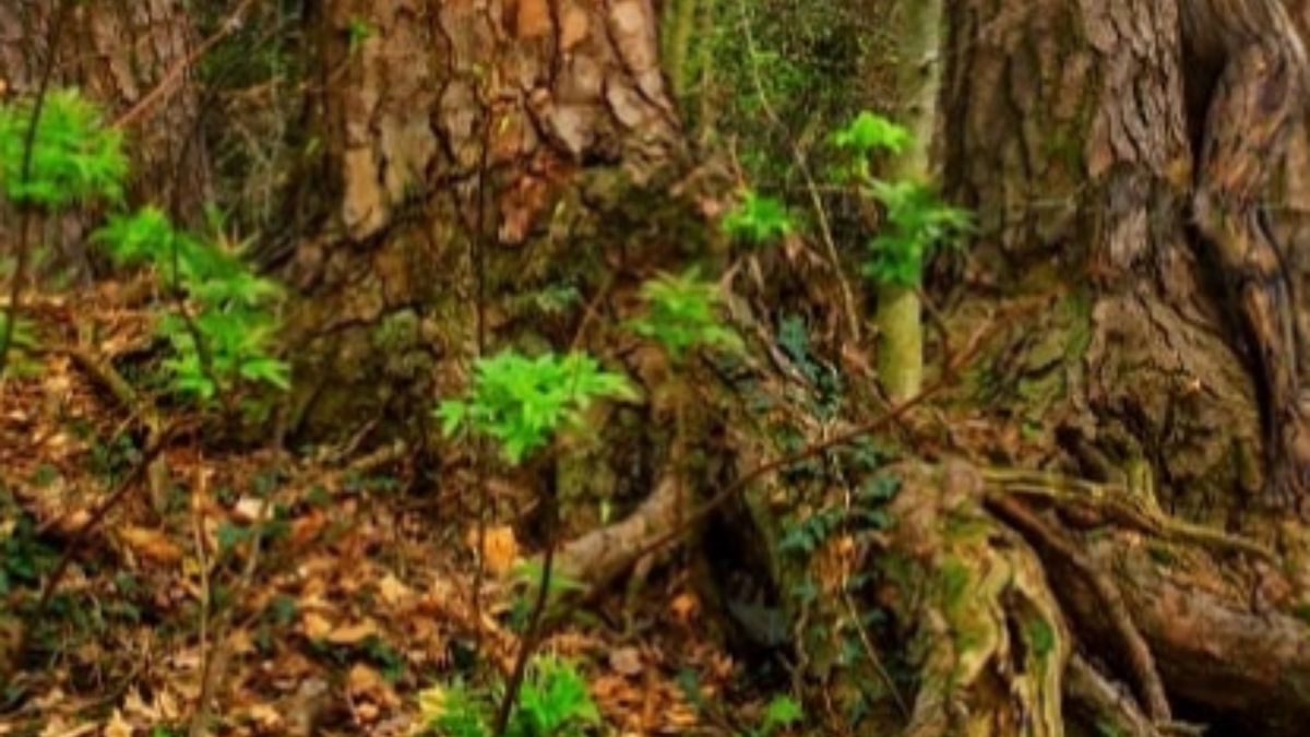 Na tym zdjęciu ukryła się kobieta