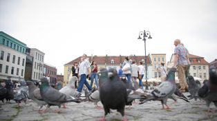 Ptaki inaczej reagują na kobiety. Naukowcy szukają przyczyny