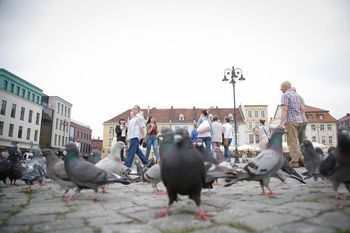 Ptaki inaczej reagują na kobiety. Naukowcy szukają przyczyny