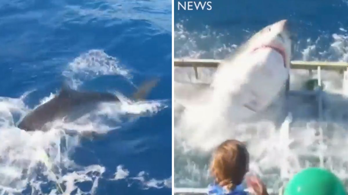 Rekin wdarł się do klatki  