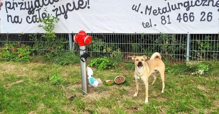Ktoś porzucił psa i przywiązał go do hydrantu przed wjazdem na teren schroniska przy ul. Metalurgicznej