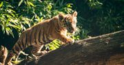 Wrocław. Ambasador Indonezji nadała imię tygrysicy z ZOO. "Musiałam tu przyjechać"