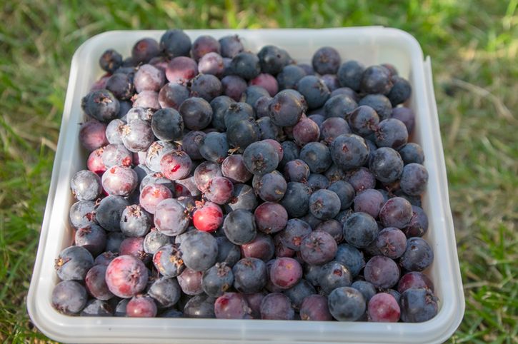 Niepozorne owoce skrywają wiele składników