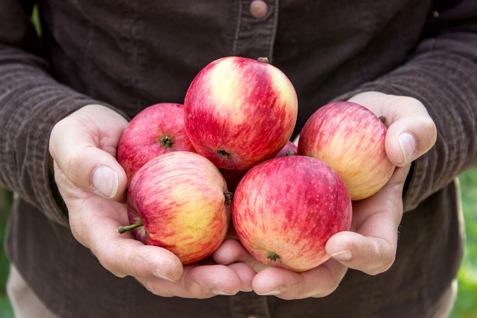 Jabłko to jeden z niskokalorycznych owoców.