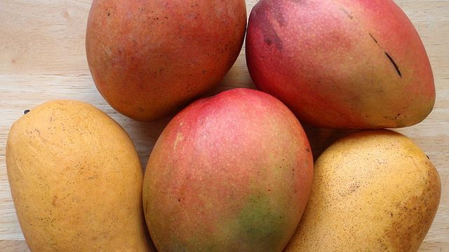 Fujitsu stoi za pierwszym smartfonem z Windows Phone Mango? 1