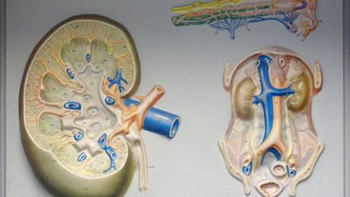 Sztuczna nerka wielkości filiżanki 1