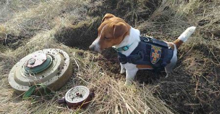 Ukraińscy pirotechnicy pochwalili się cennym sprzymierzeńcem. "Oto Patron"