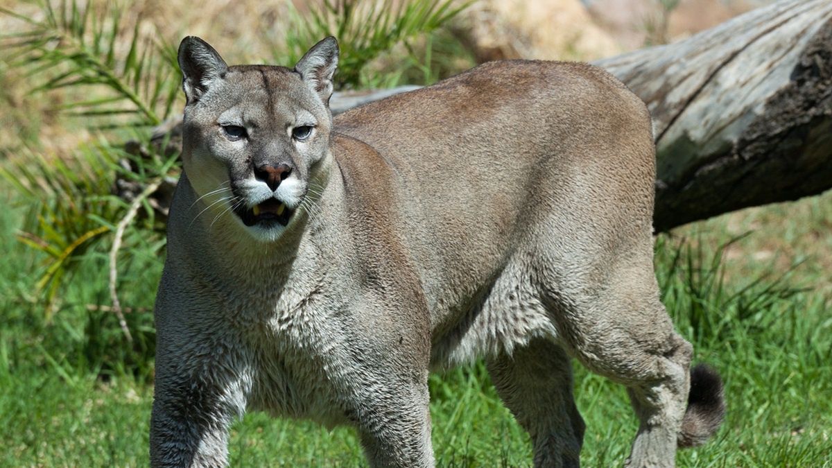 Puma zaatakowała dziecko w USA.