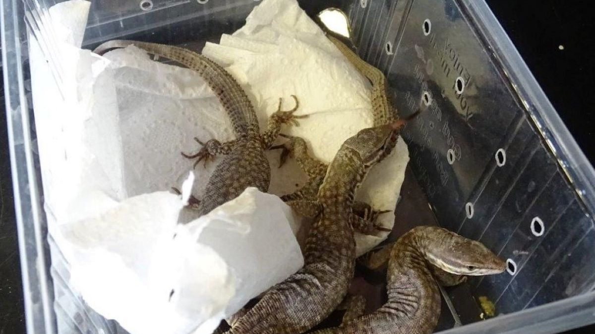 Przemyt egzotycznych zwierząt - zdjęcie ilustracyjne