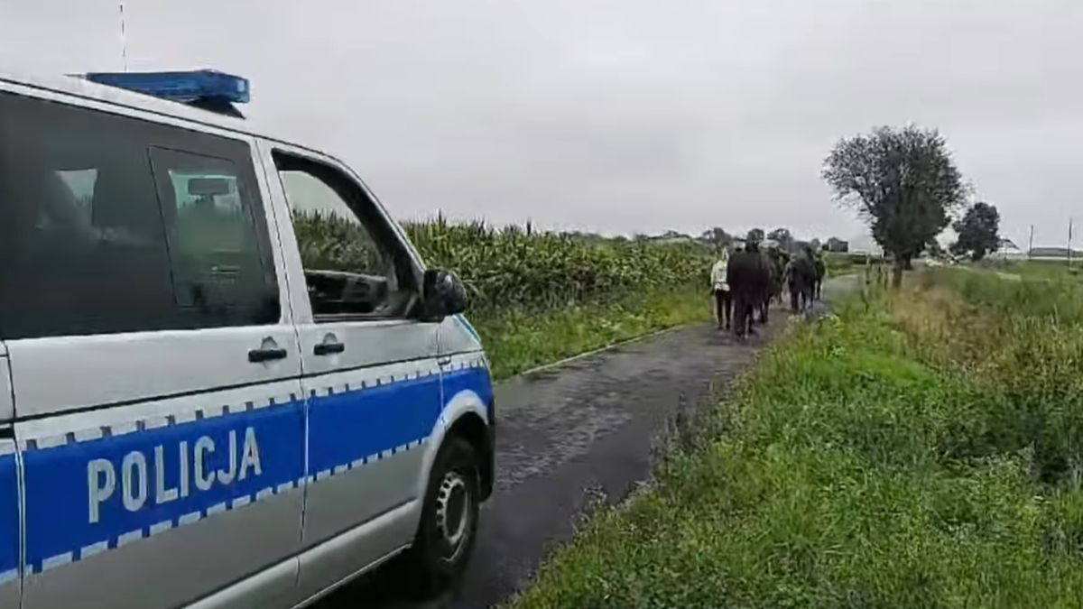 Konie wracające do stadniny w Golejewku