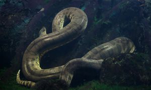 Anakondy coraz bliżej miast. To już setki takich przypadków