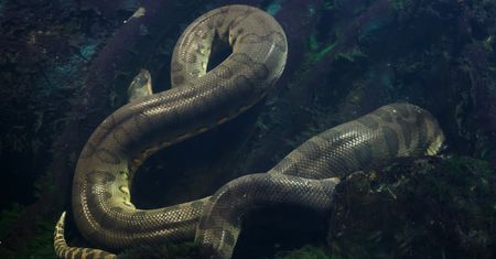 Anakondy coraz bliżej miast. To już setki takich przypadków