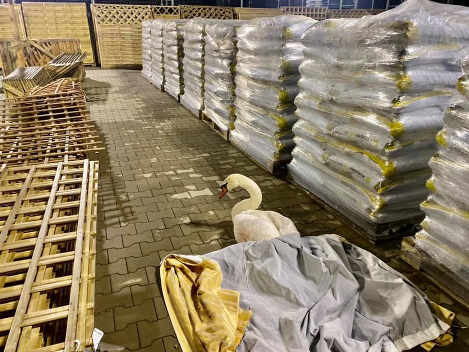 Jelenia Góra. Prezydent oburzony zachowaniem urzędników. Chodzi o sprawę rannego łabędzia