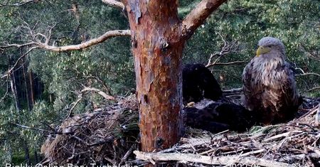 Rodzina bielików z Borów Tucholskich wzbudza emocje. "Taka jest natura"