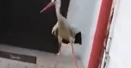 Bocian odwiedził urząd w Spytkowicach. Jego wizytę uwieczniono na wideo