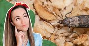 Architekt Porządku radzi, jak zorganizować kuchnię. Mole przestaną być problemem