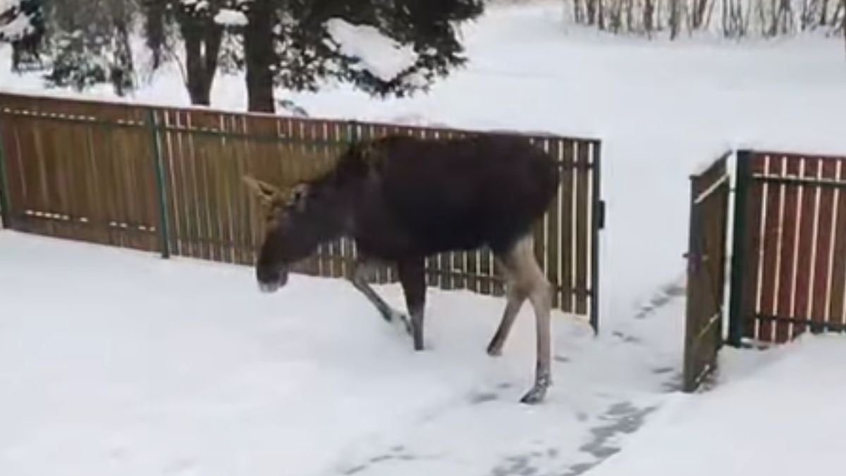 Łoś wszedł na podwórko 