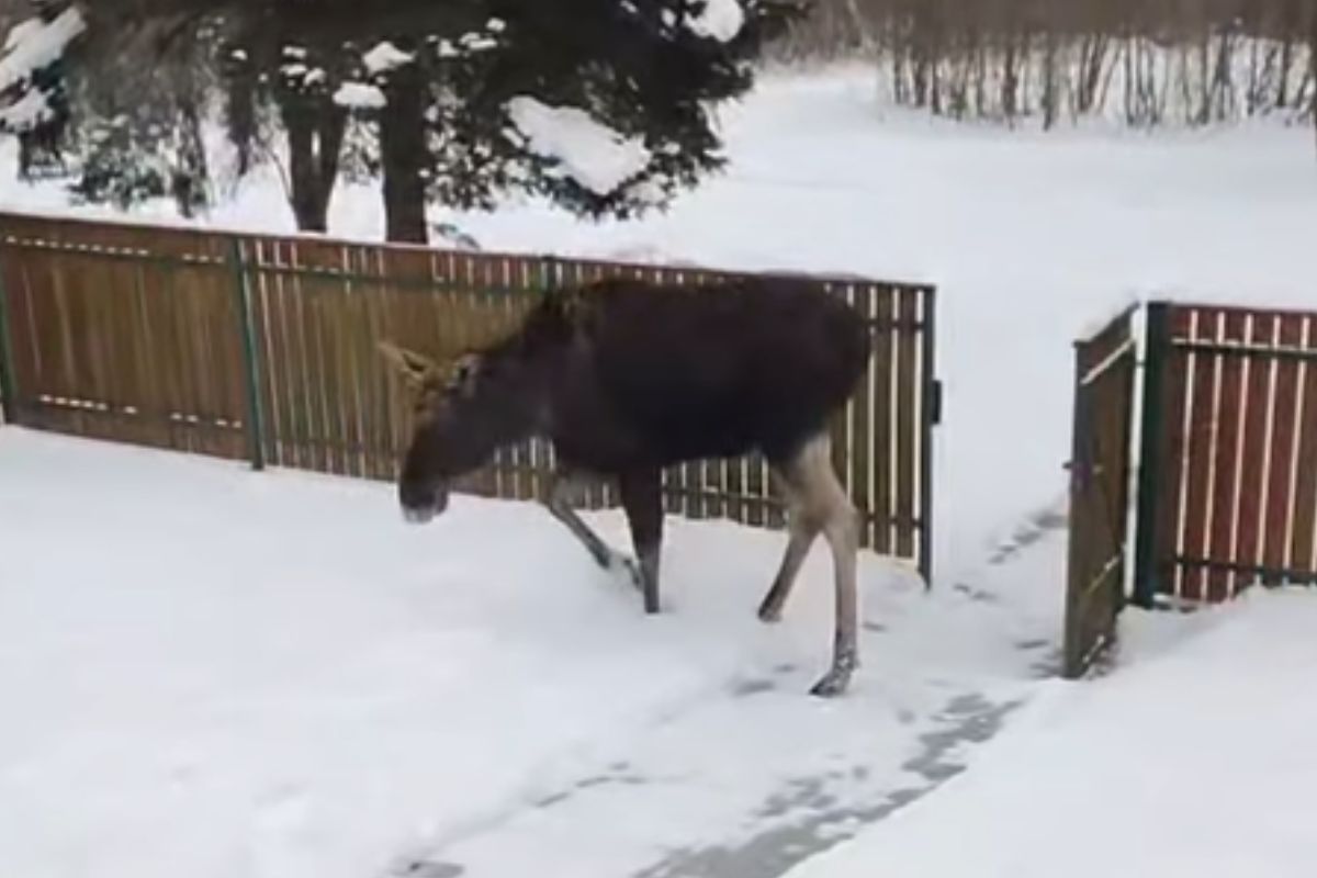 Leśnik pokazał nagranie. Takiego gościa się nie spodziewał