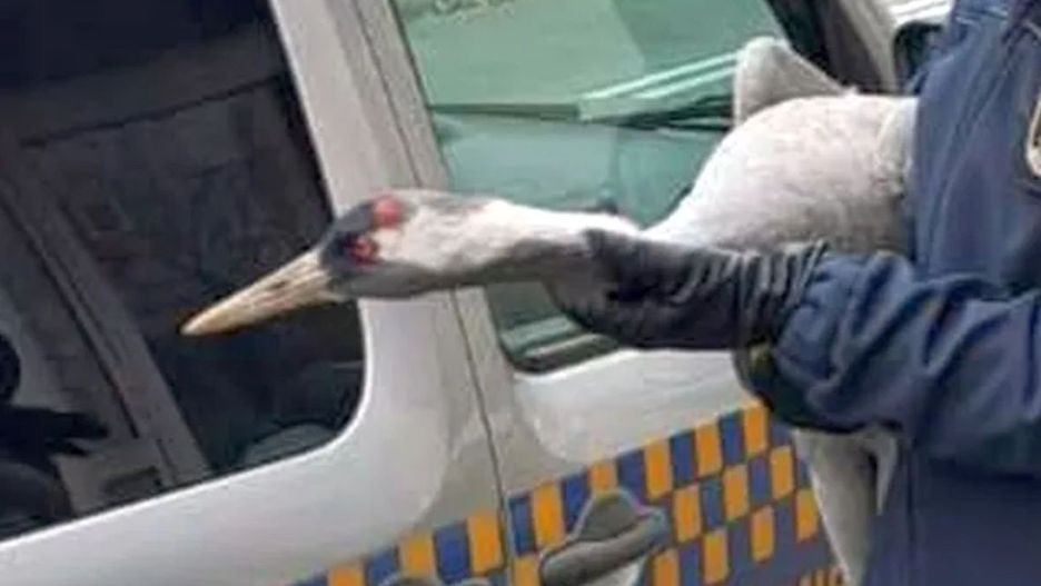 źródło: Straż Miejska m.st. Warszawy