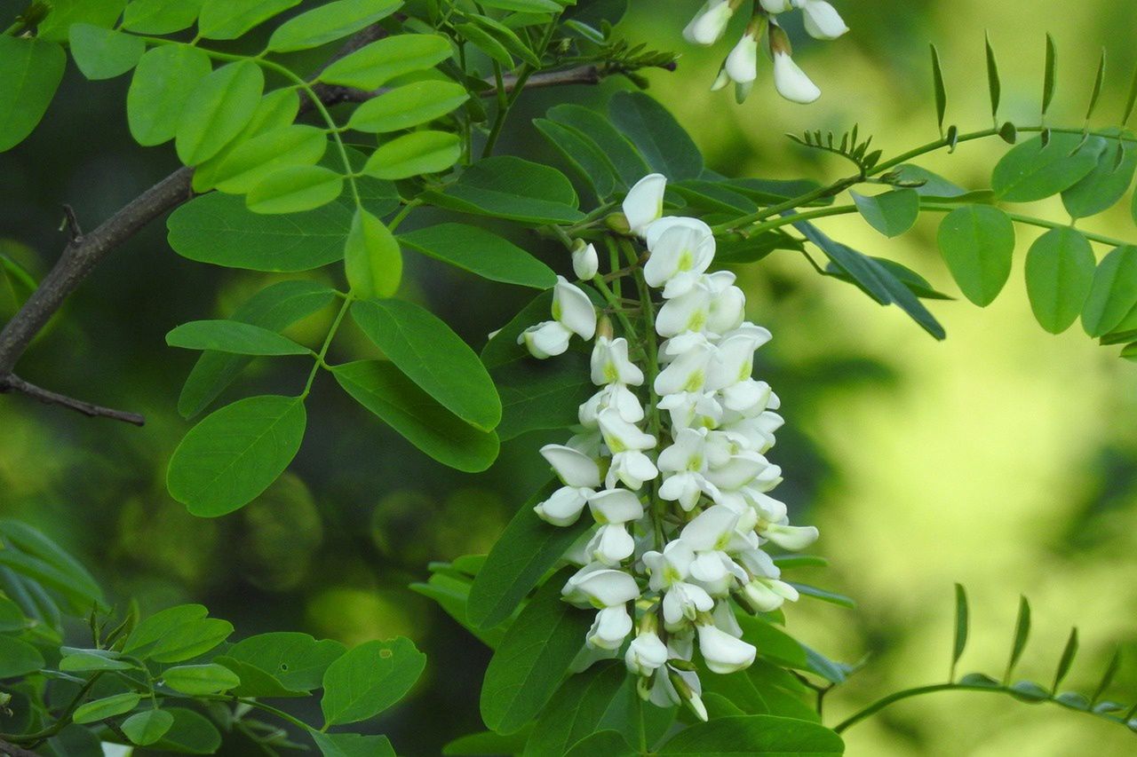 The season for black locust is short!