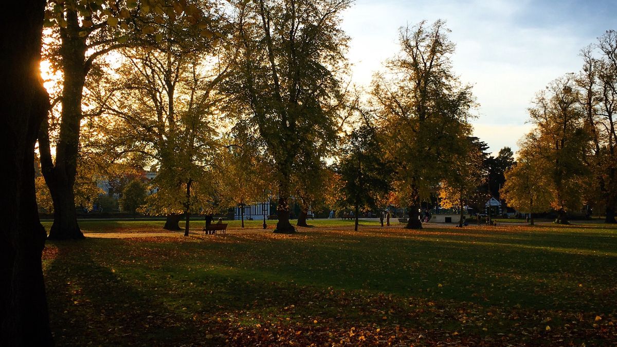 Autumn Trees At ParkGina Galvin / EyeEmAutumn, Beauty In Nature, Branch, Change, Day, Dry, Incidental People, Leaf, Nature, Outdoors, Park - Man Made Space, Season, Tranquility, Tree