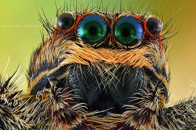 Kiedy i jak najlepiej fotografować owady?
